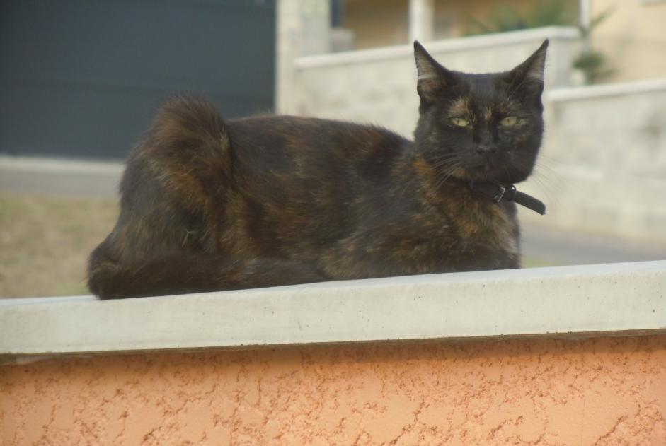 Alerte Disparition Chat  Femelle , 9 ans Pusignan France