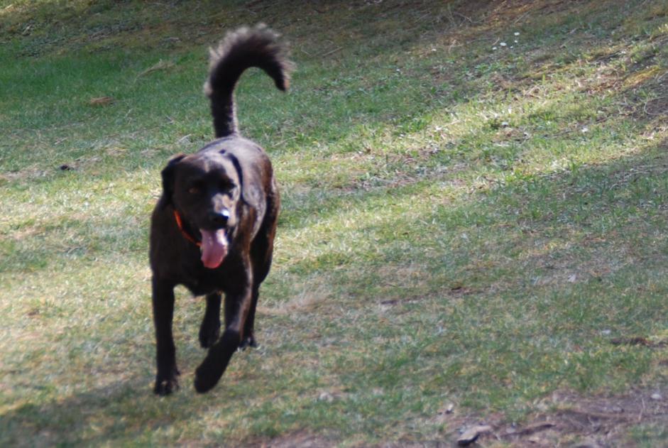 Alerte Disparition Chien croisement Mâle , 12 ans Marignane France