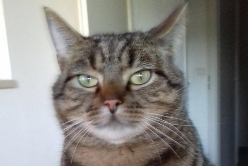 Alerte Disparition Chat  Mâle , 10 ans Périgueux France