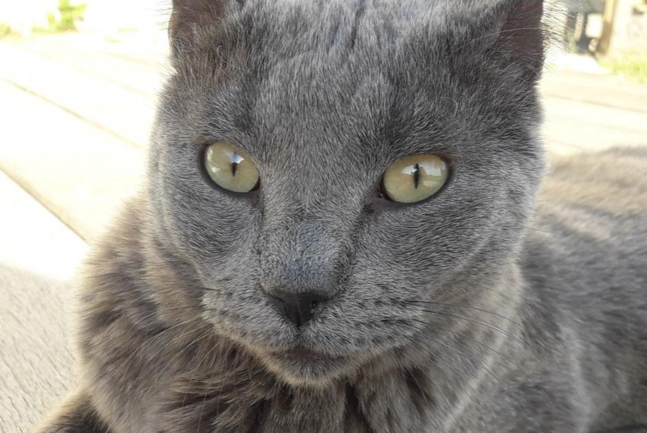 Alerte Disparition Chat  Femelle , 11 ans L'Escarène France