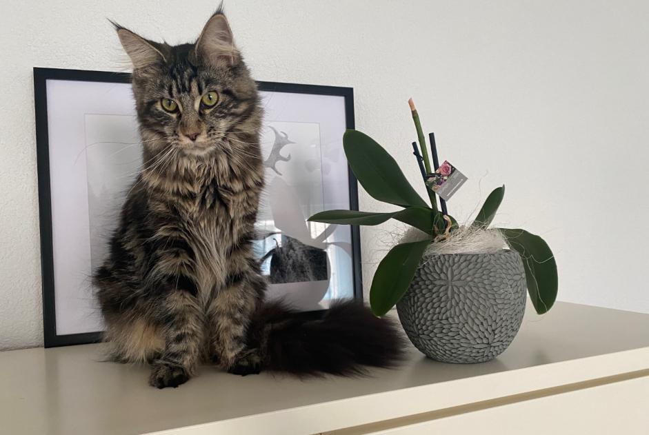 Alerte Disparition Chat croisement Femelle , 4 ans Gunzgen Suisse