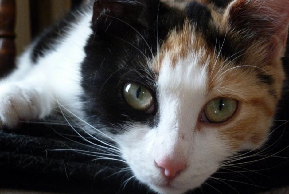 Alerte Disparition Chat Femelle , 9 ans Compiègne France