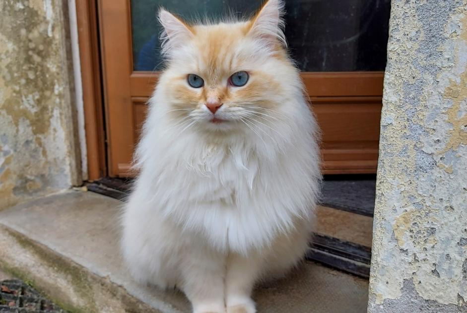 Alerte Disparition Chat  Mâle , 8 ans Motreff France