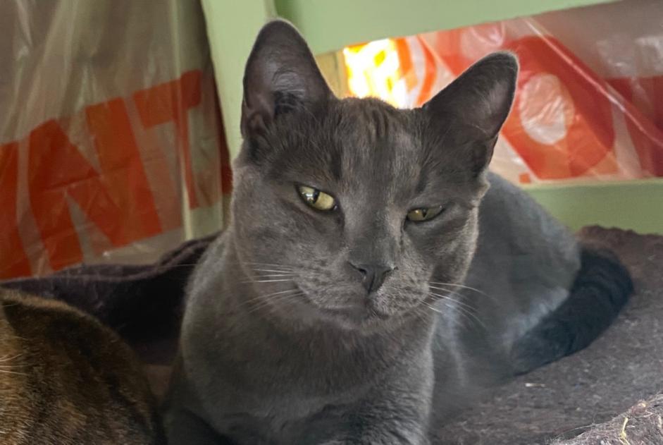 Alerte Disparition Chat  Mâle , 6 ans Beaumont Saint-Cyr France