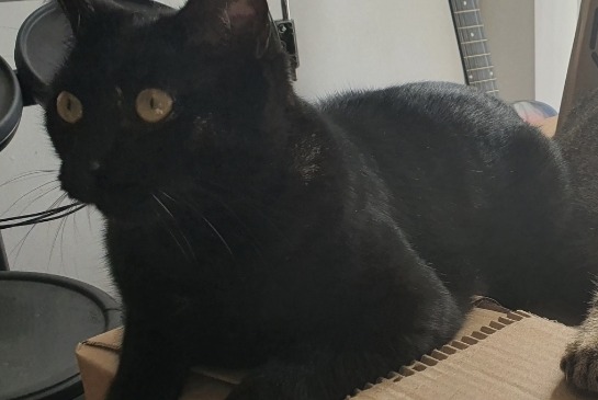 Alerte Disparition Chat Mâle , 4 ans Guignen France