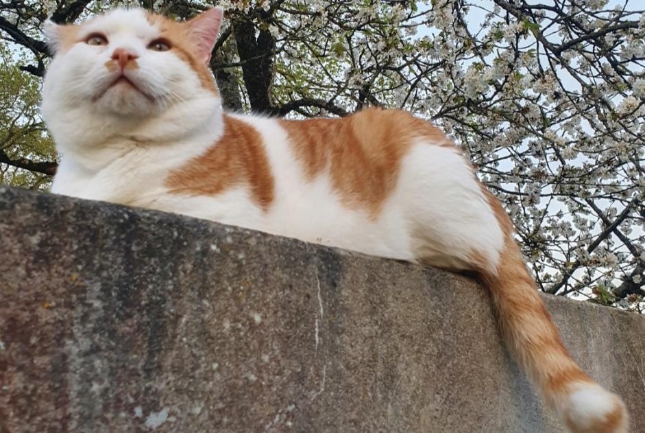 Alerte Disparition Chat Mâle , 9 ans Guignen France