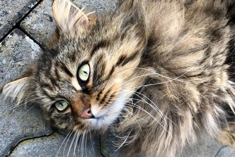 Alerte Disparition Chat croisement Mâle , 9 ans Versoix Suisse