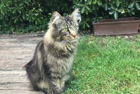 Alerte Disparition Chat  Femelle , 9 ans Éragny France