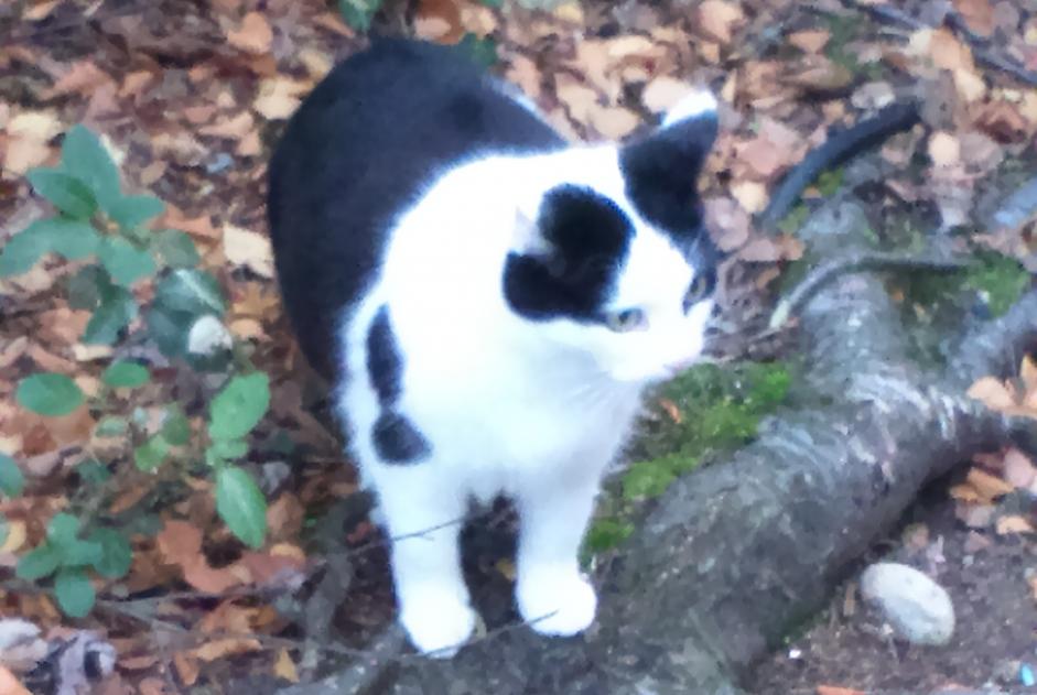 Alerte Disparition Chat  Femelle , 11 ans Montaut-les-Créneaux France