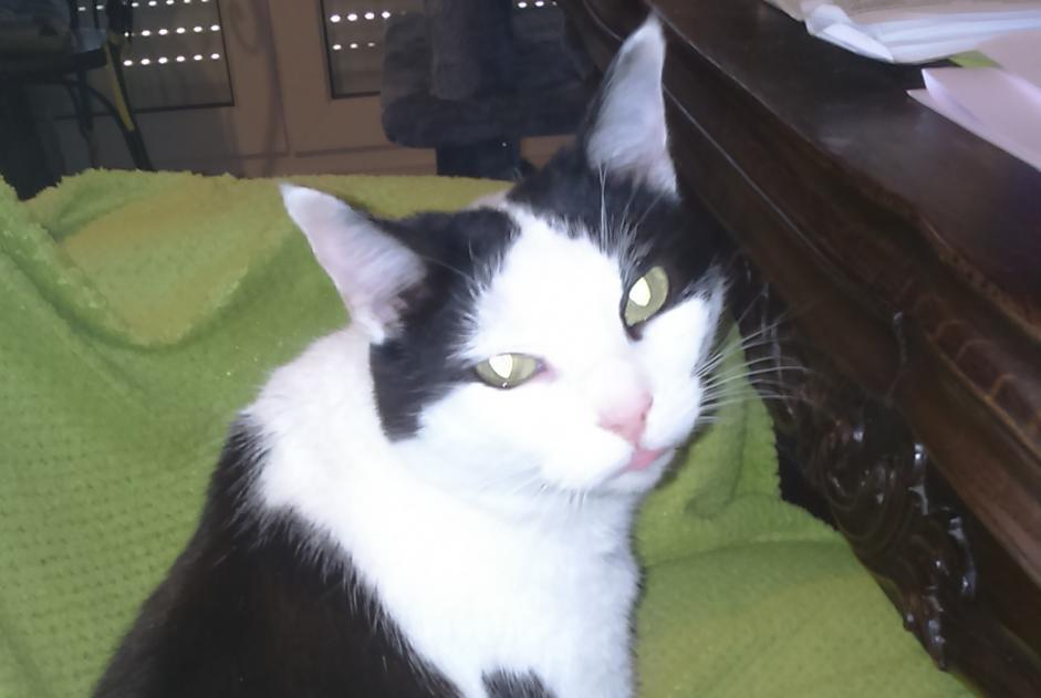 Alerte Disparition Chat  Femelle , 11 ans Montaut-les-Créneaux France