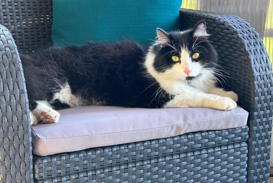 Alerte Disparition Chat croisement Mâle , 3 ans Trouy France