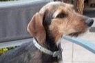 Alerte Disparition Chien croisement Femelle , 6 ans Stotzheim France