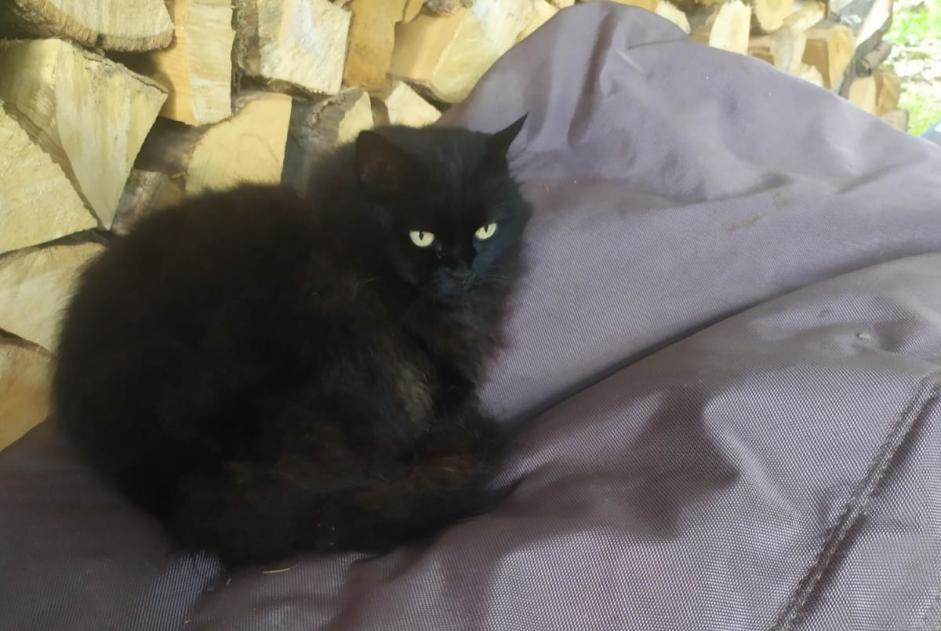 Alerte Disparition Chat Femelle , 10 ans Crolles France