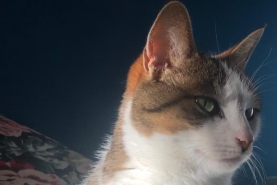 Alerte Disparition Chat Femelle , 9 ans Vufflens-la-Ville Suisse