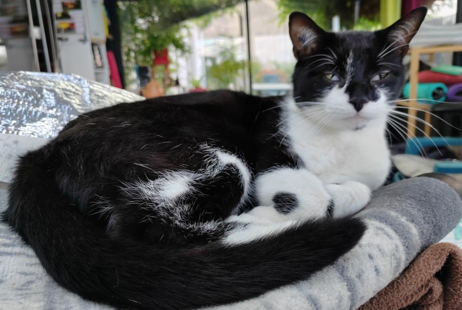 Alerte Disparition Chat  Mâle , 4 ans Morestel France