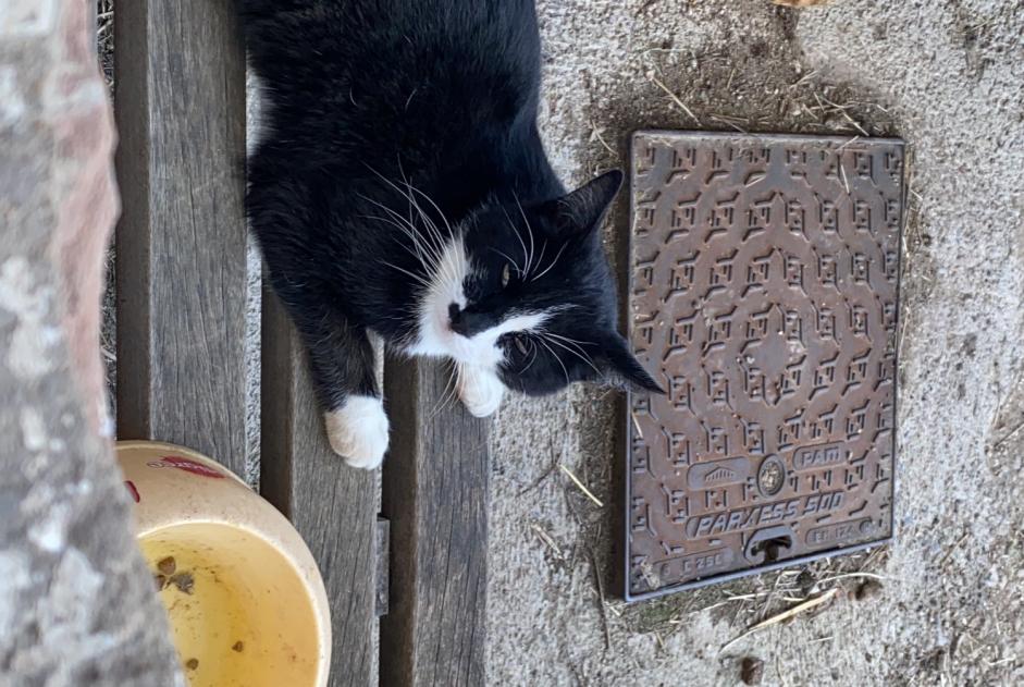 Alerte Disparition Chat  Mâle , 8 ans Bermont France