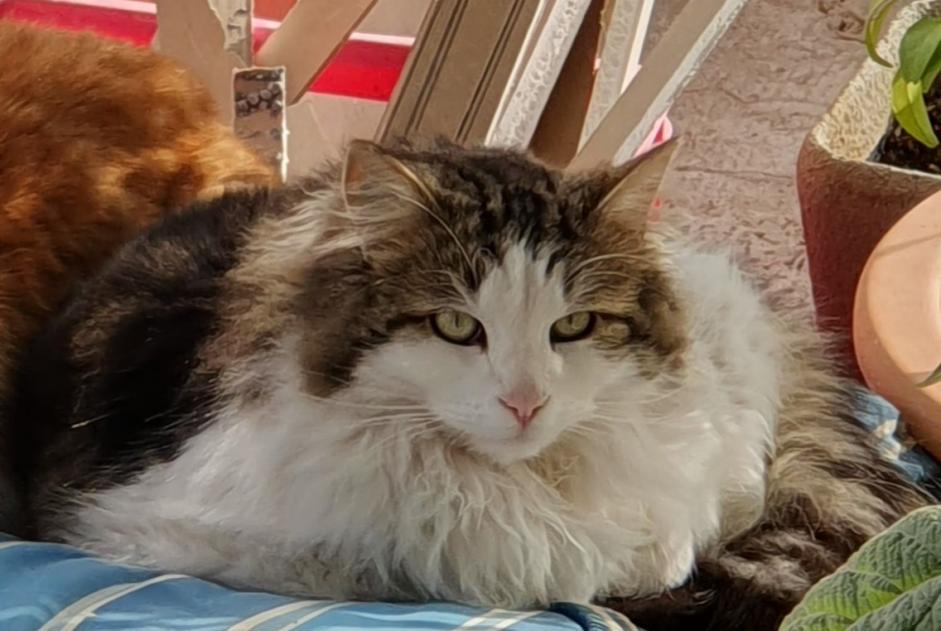 Alerte Disparition Chat Mâle , 3 ans Mouriès France