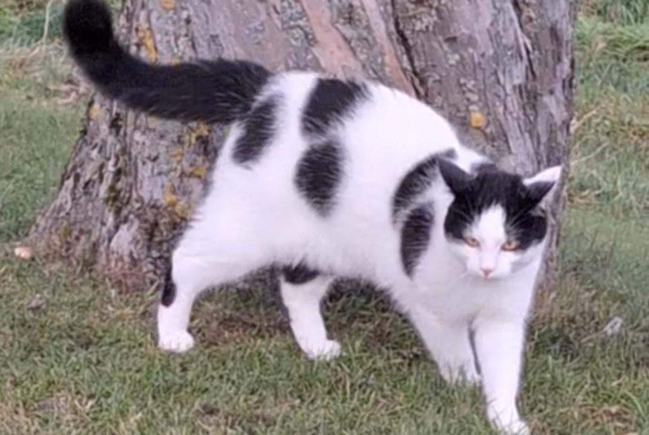 Alerte Disparition Chat Mâle , 1 ans Treytorrens (Payerne) Suisse