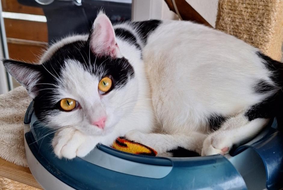 Alerte Disparition Chat Mâle , 2 ans Treytorrens (Payerne) Suisse