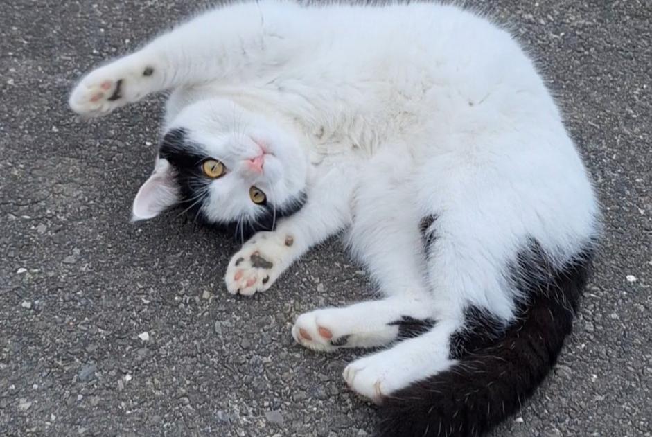 Alerte Disparition Chat Mâle , 1 ans Treytorrens (Payerne) Suisse