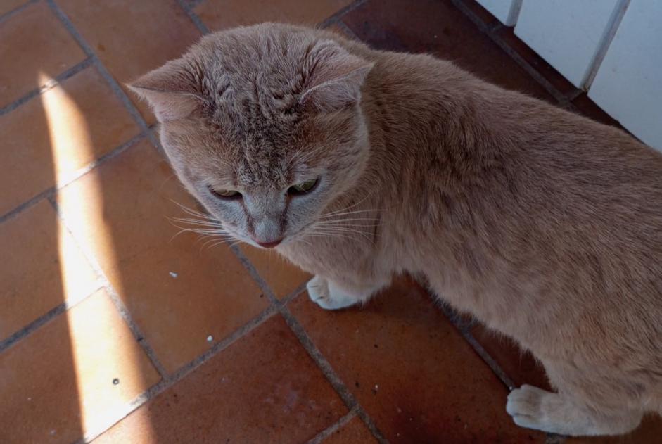 Alerte Disparition Chat croisement Mâle , 1 ans Le Cannet-des-Maures France