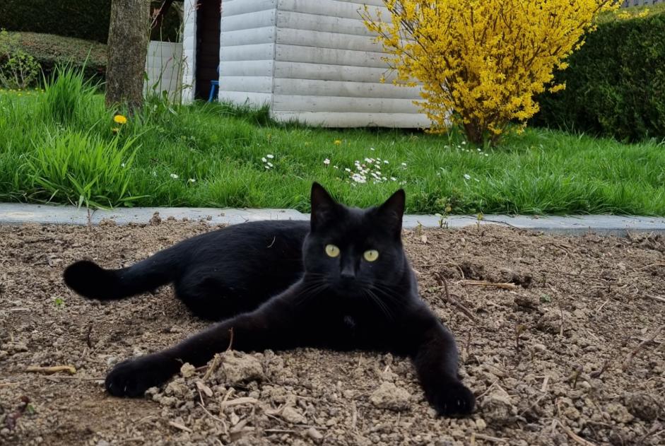 Alerte Disparition Chat Femelle , 2 ans Daillens Suisse