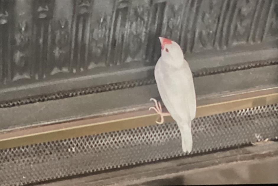 Alerte Disparition Oiseau Mâle , 2025 ans Les Sables-d'Olonne France