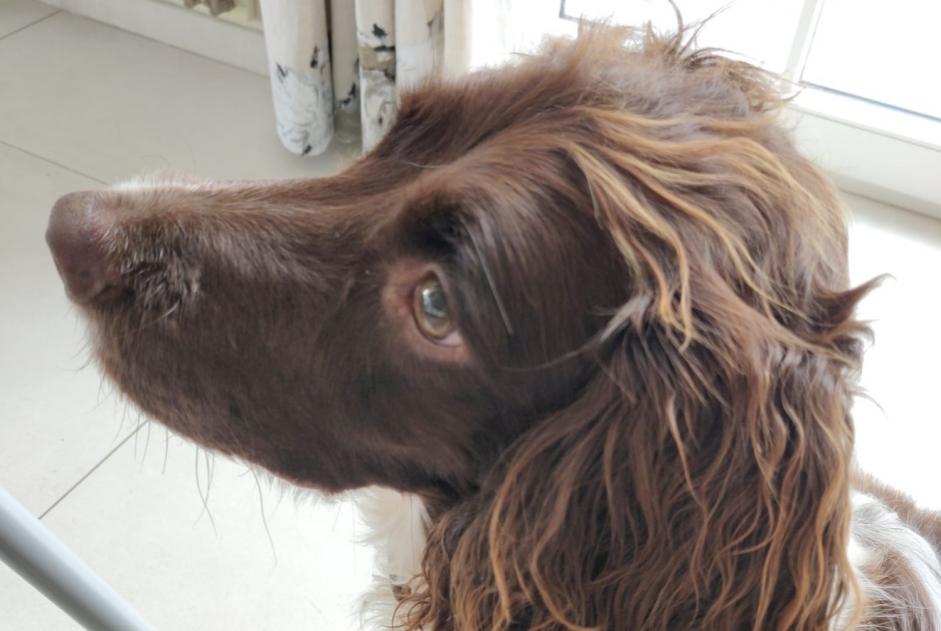 Alerte Disparition Chien  Femelle , 7 ans Crans-Montana Suisse