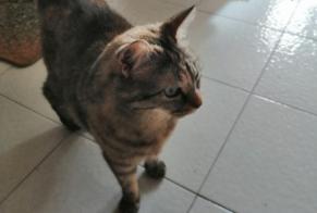 Alerte Disparition Chat  Femelle , 10 ans Grenoble France