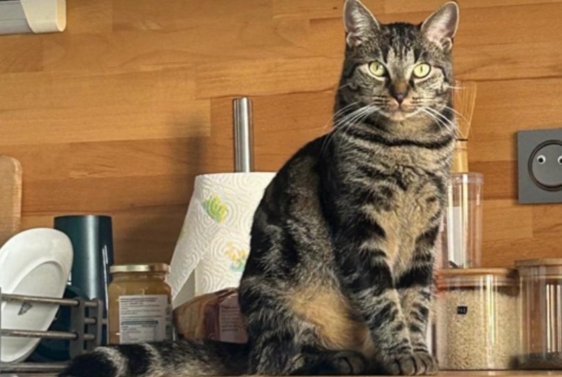 Alerte Disparition Chat  Femelle , 2 ans Chécy France