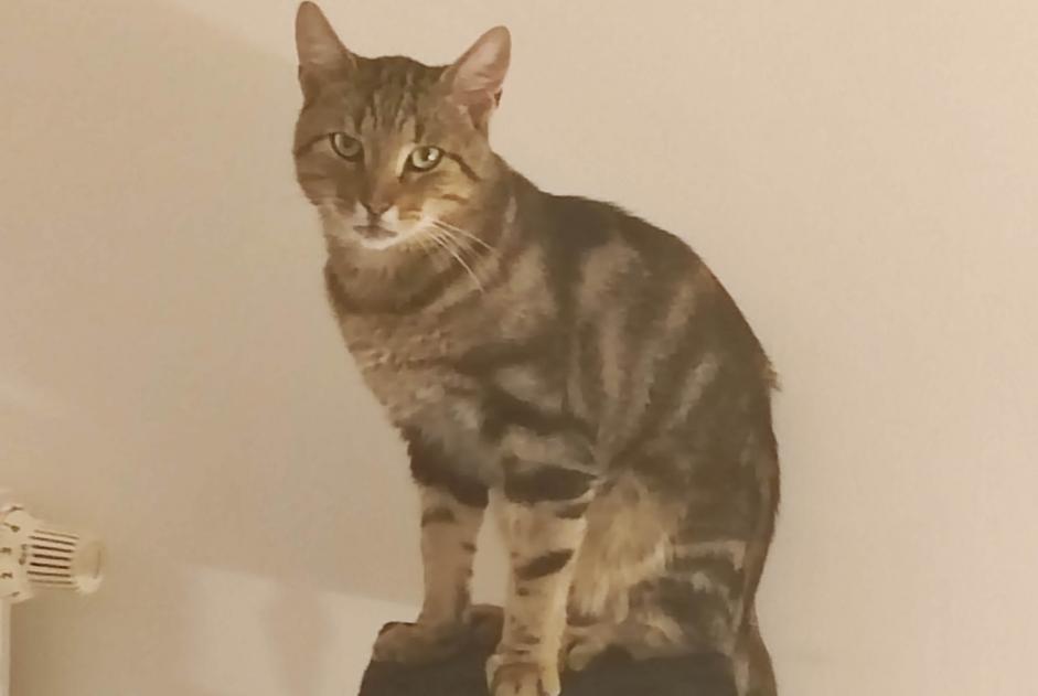 Alerte Disparition Chat Mâle , 2 ans Bully-les-Mines France