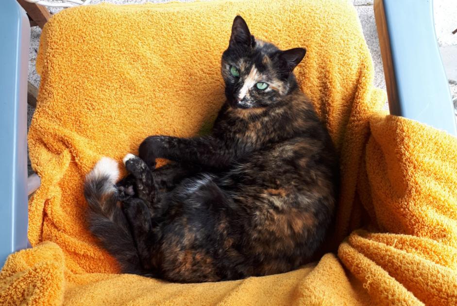 Alerte Disparition Chat croisement Femelle , 7 ans Sucy-en-Brie France