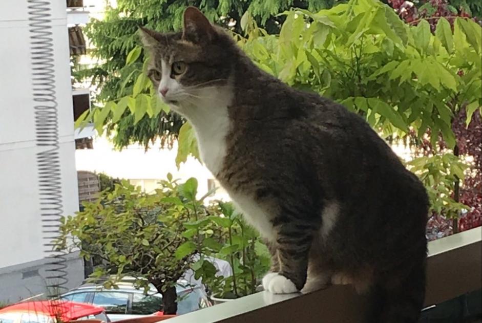 Alerte Disparition Chat croisement Femelle , 8 ans Bussigny Suisse