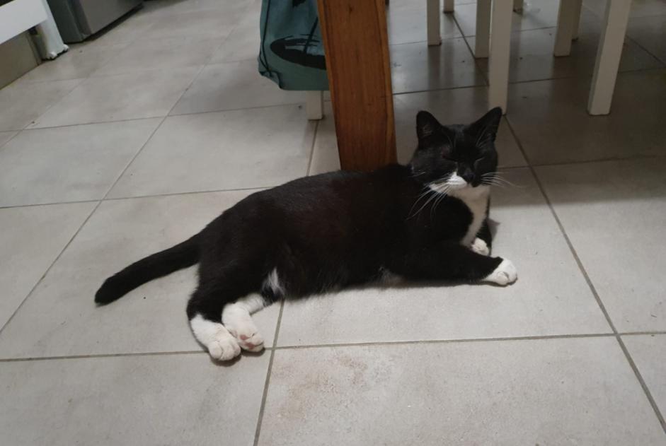 Alerte Disparition Chat  Mâle , 6 ans Nîmes France