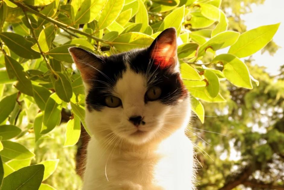 Alerte Disparition Chat Femelle , 8 ans Orléans France