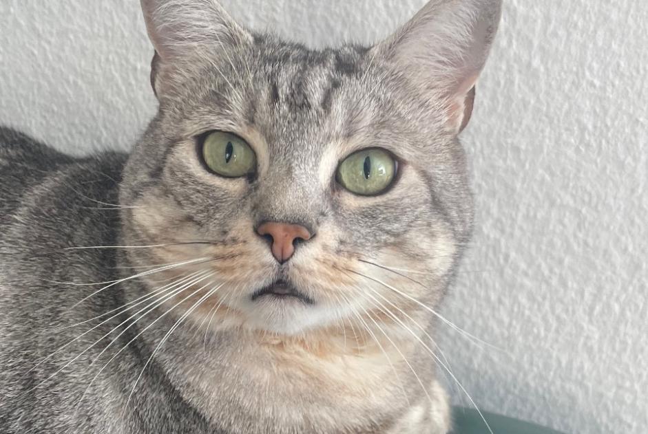 Alerte Disparition Chat Mâle , 6 ans Ecublens Suisse