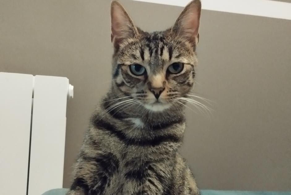 Alerte Disparition Chat Femelle , 2 ans La Montagne France