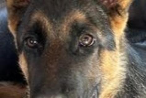 Alerte Disparition Chien  Mâle , 0 ans Ontinyent Espagne