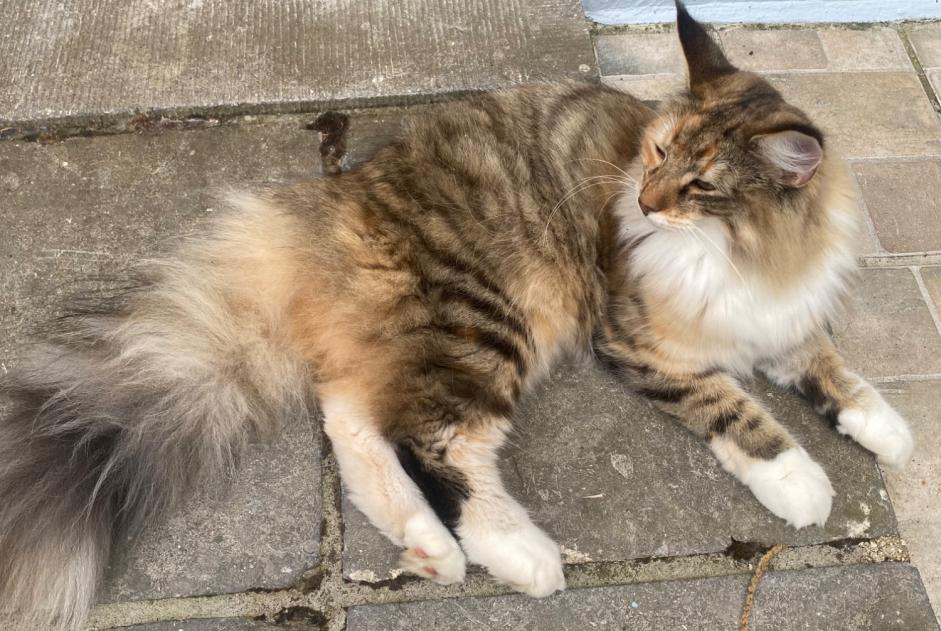 Alerte Disparition Chat  Femelle , 1 ans Epalinges Suisse