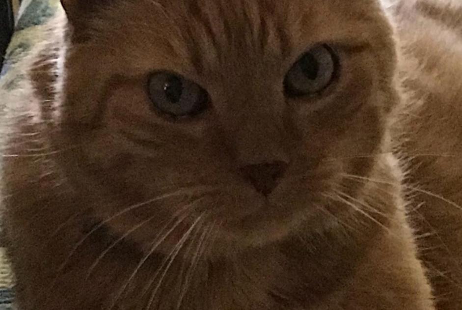 Alerte Disparition Chat  Mâle , 13 ans La Corogne Espagne