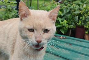 Alerte Découverte Chat croisement Inconnu Malville France