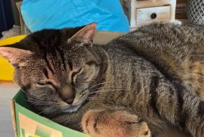 Alerte Découverte Chat croisement Mâle Fribourg Suisse