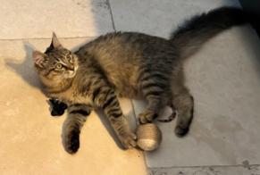 Alerte Disparition Chat  Femelle , 0 ans La Fare-les-Oliviers France