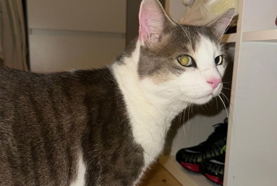 Alerte Découverte Chat Mâle Belmont-sur-Lausanne Suisse