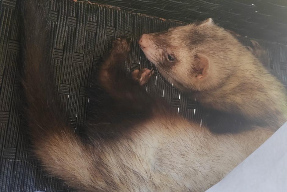 Alerte Disparition Autre ferret Mâle , 2024 ans Charmont-en-Beauce France