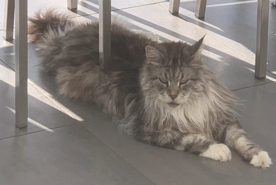 Alerte Disparition Chat  Mâle , 9 ans Peyrins France