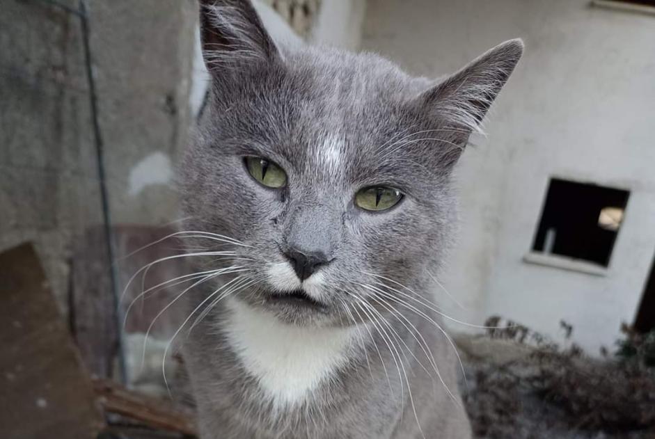 Alerte Découverte Chat Inconnu Tarbes France