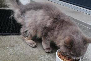 Alerte Découverte Chat croisement Femelle Saint-Denis-en-Val France