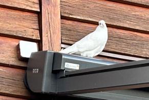 Alerte Découverte Oiseau Inconnu Corcelles-près-Payerne Suisse