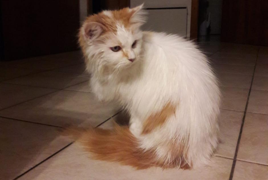 Alerte Disparition Chat Femelle , 16 ans Savièse Suisse